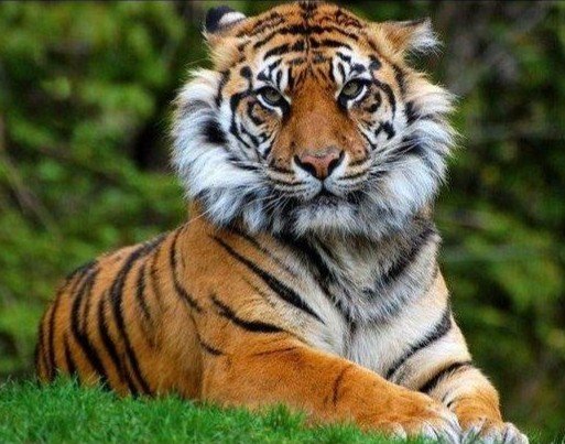 №2432993 - дикие животные, тигр - оригинал