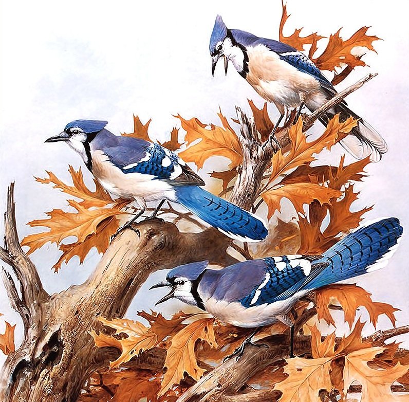 птицы - оригинал