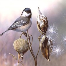 Схема вышивки «птица»