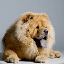 Схема вышивки «Флай»