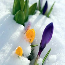 Схема вышивки «Первые цветы»