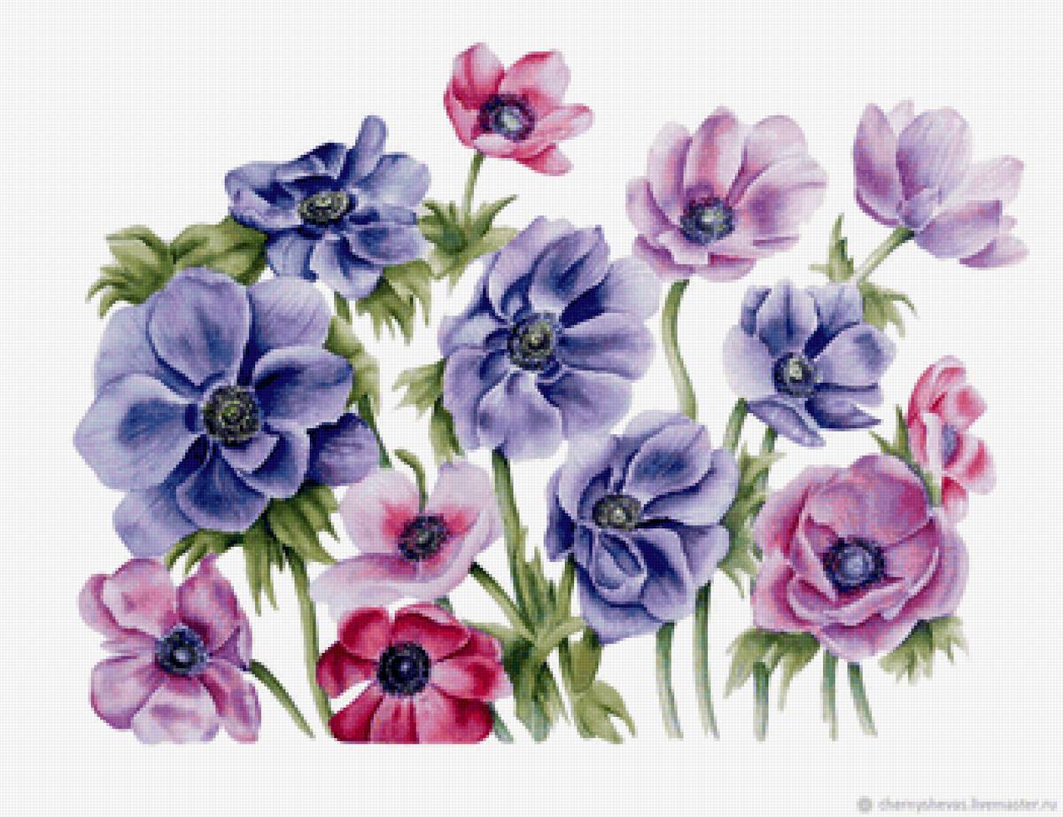 анемоны - цветы - предпросмотр