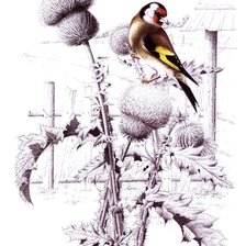 Схема вышивки «щегол»