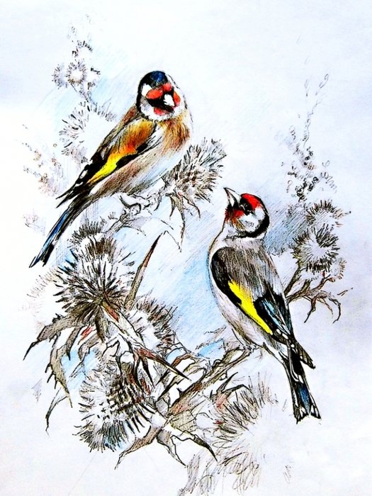 щеглы - птицы - оригинал