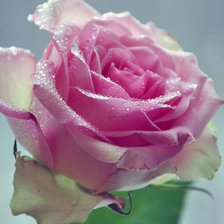 Схема вышивки «Роза»