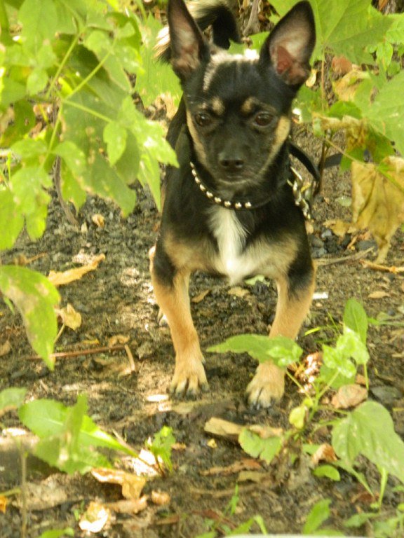 Арчик - оригинал