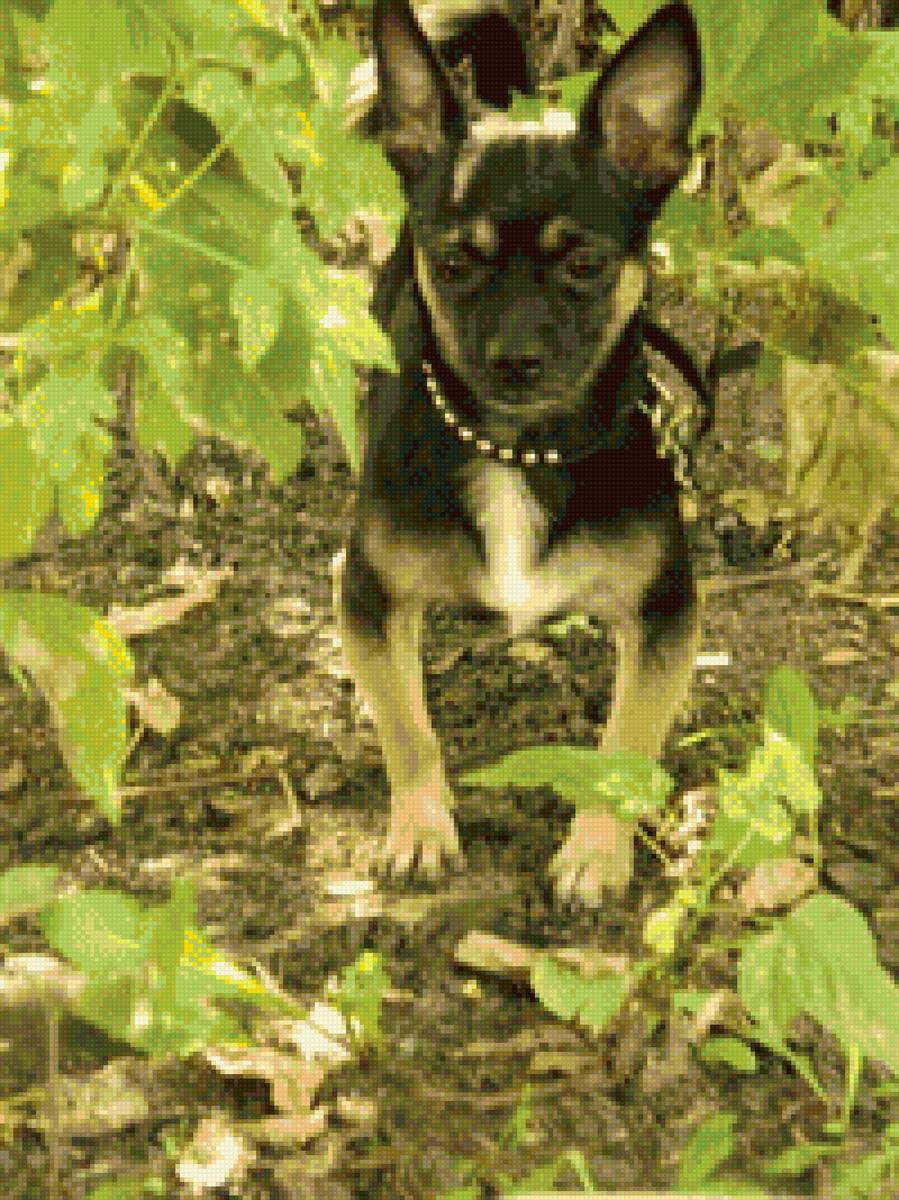 Арчик - предпросмотр