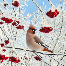 Схема вышивки «Птичка на рябине»