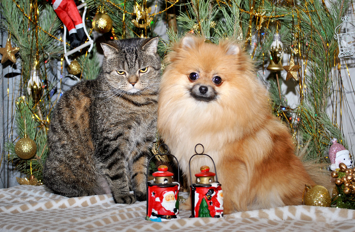 НОВЫ ГОД, ЗИМА, ЖИВОТНЫЕ - оригинал