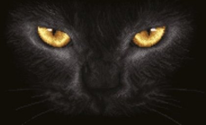 Kot - kot - оригинал