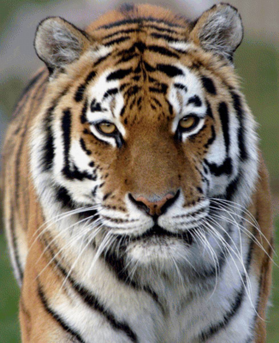 Уссурийский тигр - предпросмотр