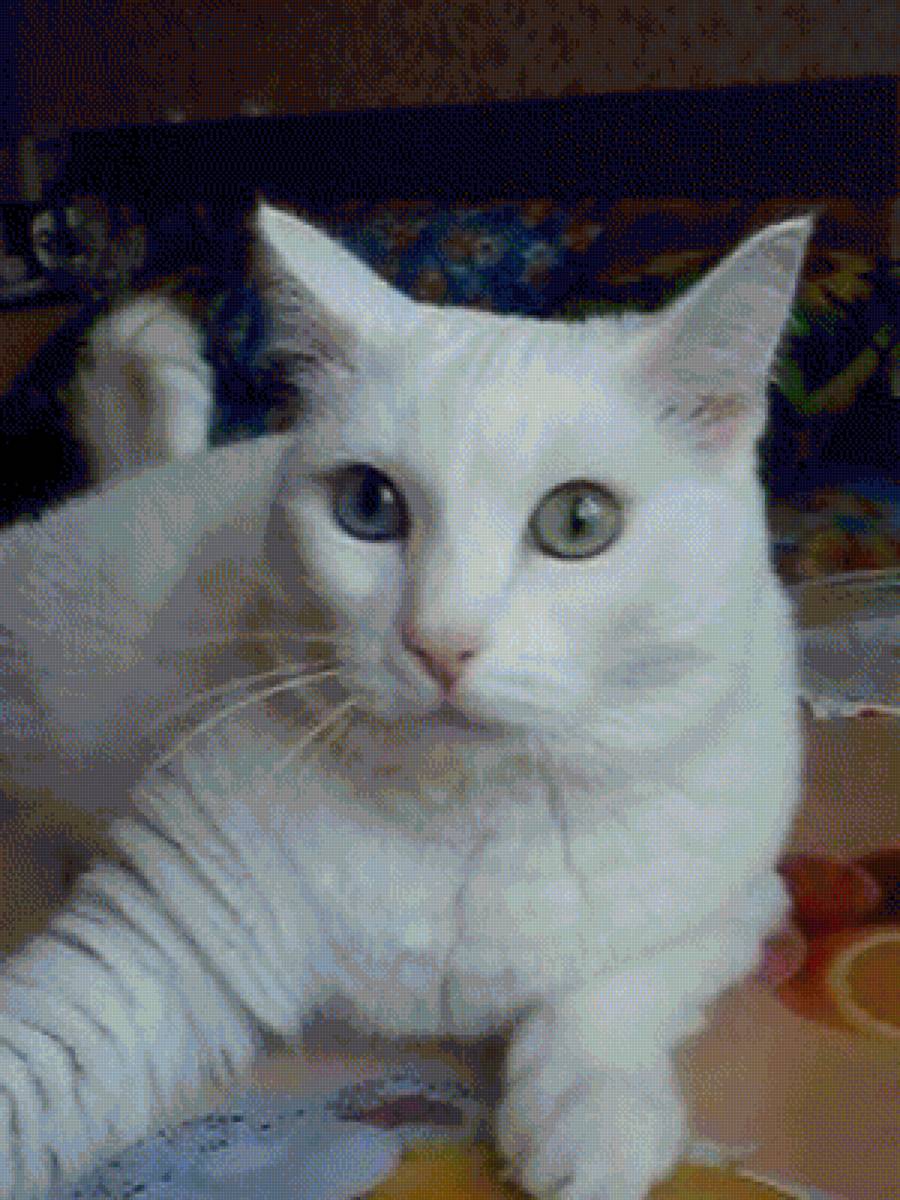 Соната - кошка - предпросмотр