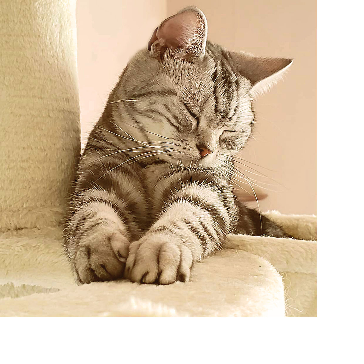 Серия "Коты" - животные, кот - оригинал