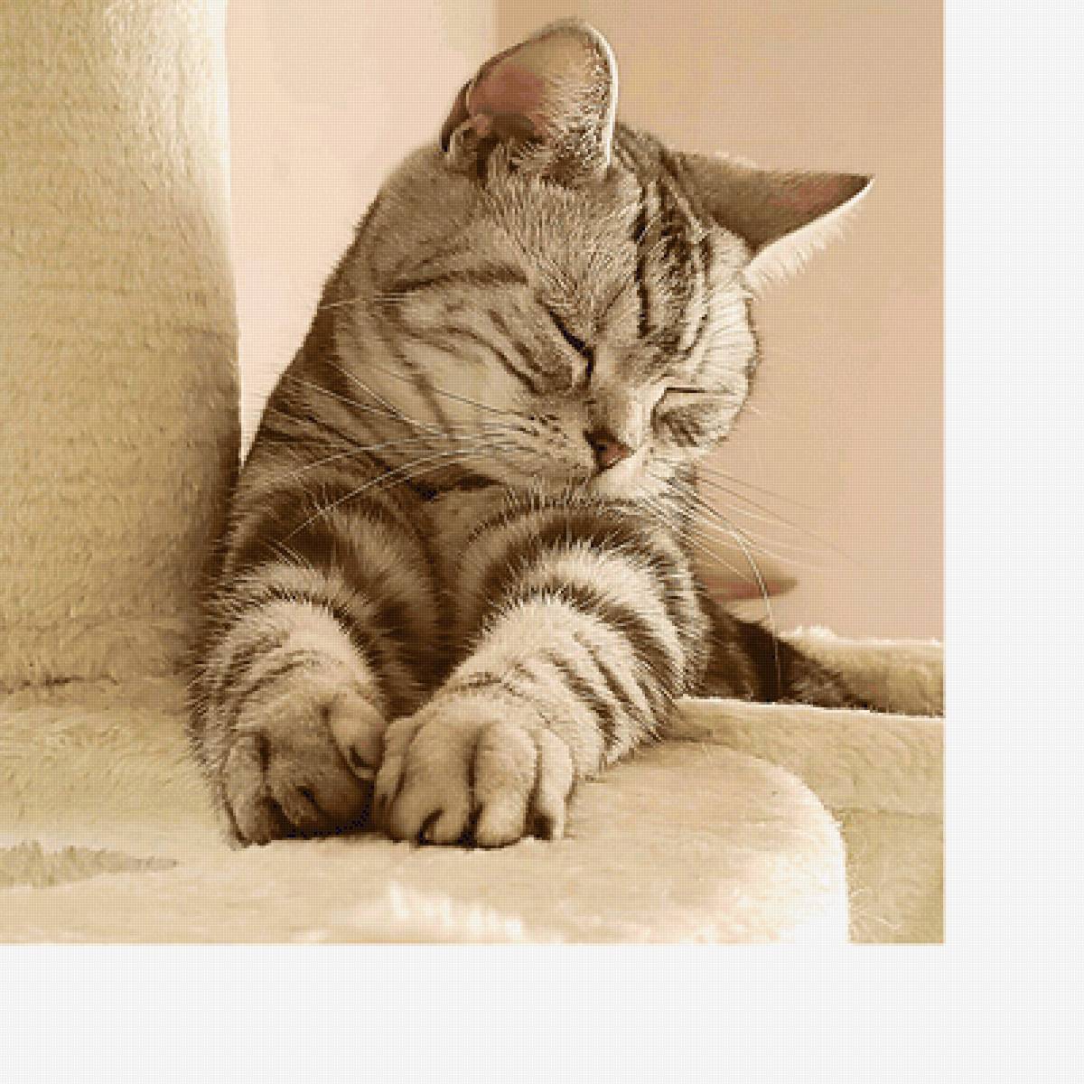 Серия "Коты" - кот, животные - предпросмотр