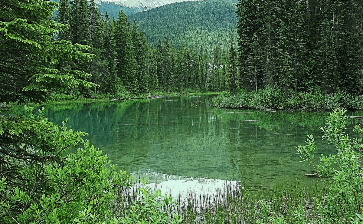 №2437125 - emerald-lake-forest-canada-mountains-nature - оригинал