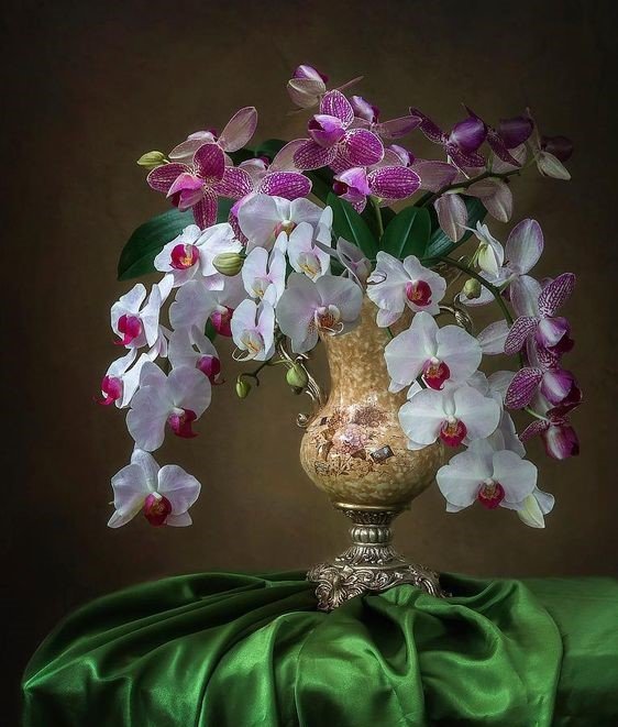 №2437160 - orchid flower by daykiney on deviant - оригинал