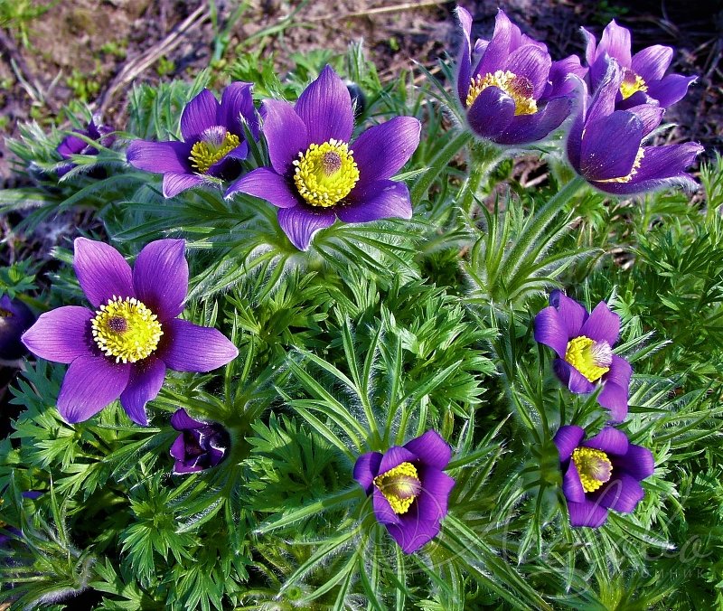 Весна - подснежники - оригинал