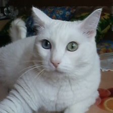 Схема вышивки «Соната»