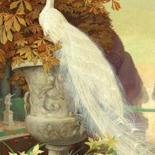 Схема вышивки «павлин»