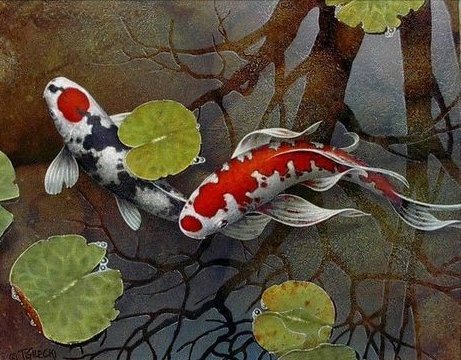 кои - оригинал