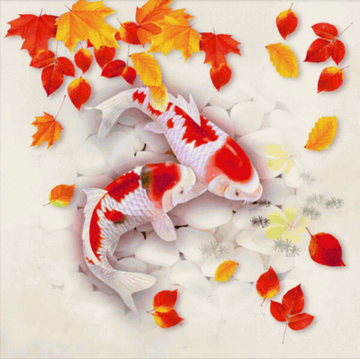 кои - предпросмотр