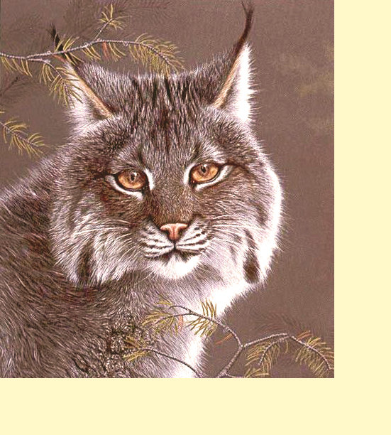 Серия "Хищники" - хищники, животные, рысь - оригинал