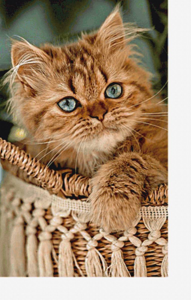 Серия "Коты" - котенок, коты, животные - предпросмотр