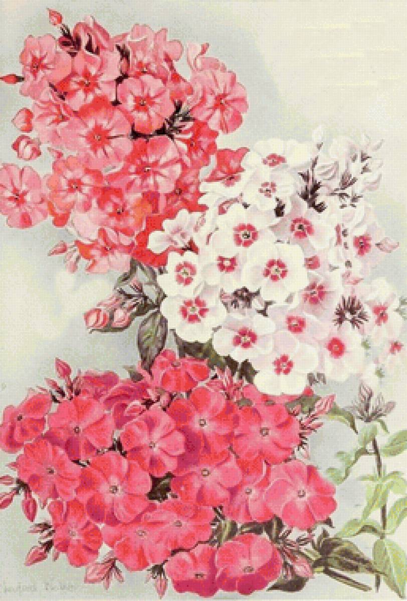 флоксы - садовые цветы - предпросмотр