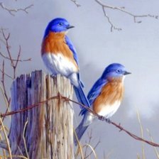 Схема вышивки «Птицы»