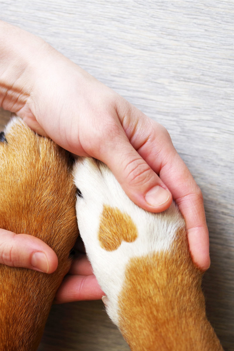 Лапка Лайк - животные, сердце, красота, лайк - оригинал