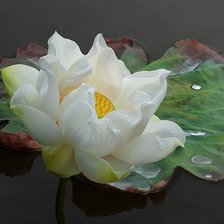 Схема вышивки «лилия»