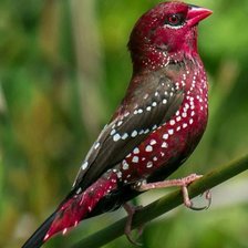 Схема вышивки «птица»