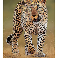 Оригинал схемы вышивки «Леопард.» (№2439149)