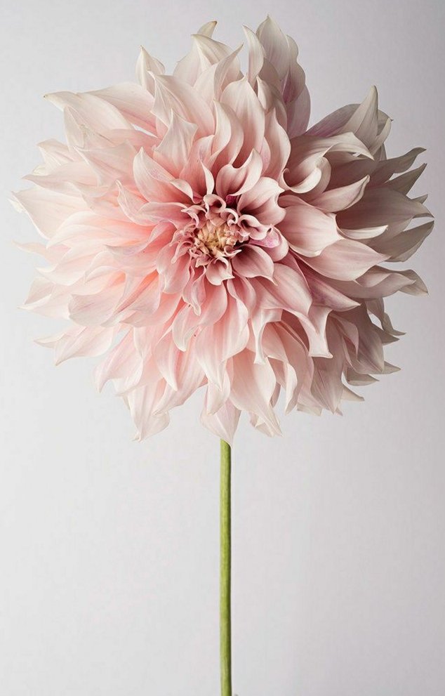 Георгин далия - георгин, цветы - оригинал