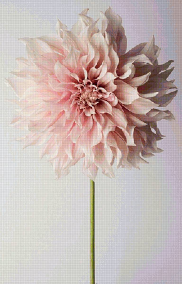 Георгин далия - цветы, георгин - предпросмотр