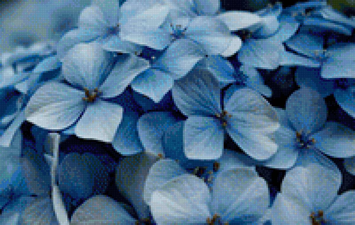 голубая гортензия - гортензия, цветы - предпросмотр
