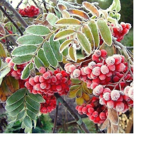 339х339 - оригинал