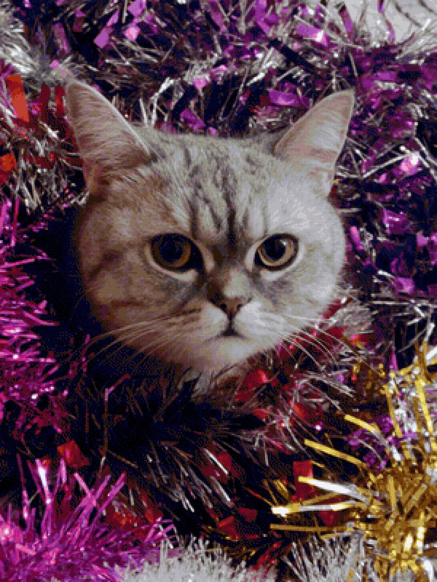 Наш котик - гранд, котик - предпросмотр