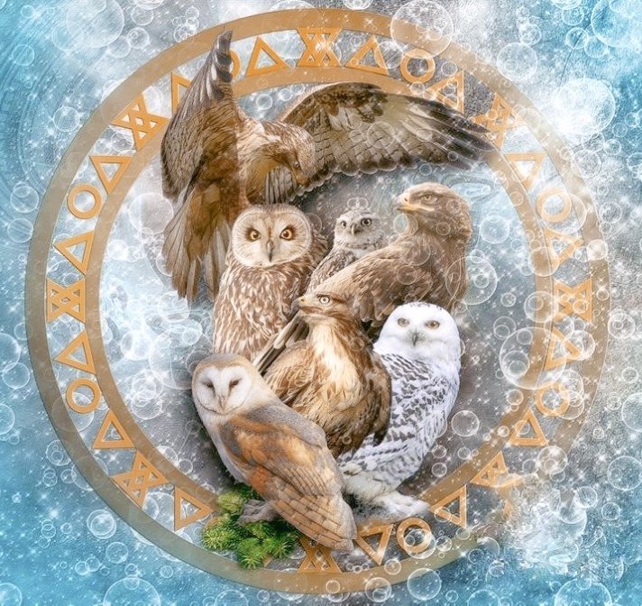 Совы - совы - оригинал