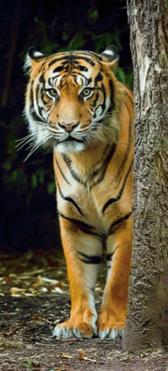 Тигр - тигр - предпросмотр