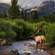 Схема вышивки «Олень»