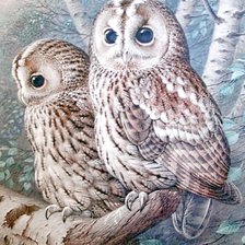 Схема вышивки «Совы»