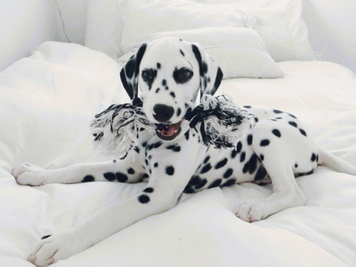 Щенок далматина - предпросмотр