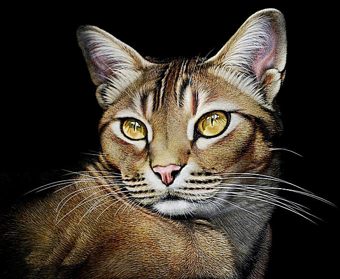 большая кошка - кошка - оригинал