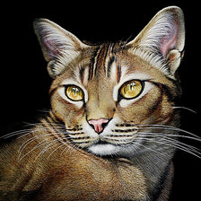 Схема вышивки «большая кошка»