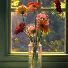 Прайор Скотт Герберы ДМС