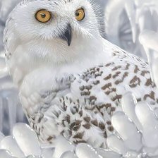 Схема вышивки «Сова»