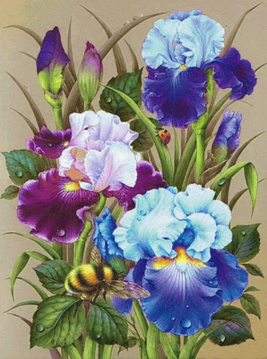 Ирисы - ирисы - предпросмотр
