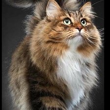 Схема вышивки «Красавчик»