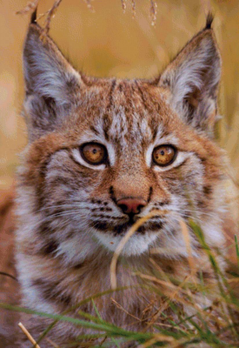 Рысь - предпросмотр